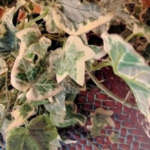 Meet your Posher, Valerie